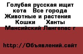 Голубая русская ищит кота - Все города Животные и растения » Кошки   . Ханты-Мансийский,Лангепас г.